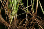 Low woodland sedge